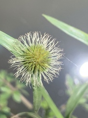 Cyperus erectus erectus
