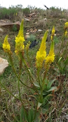 Bulbine latifolia latifolia