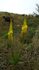 Bulbine latifolia latifolia