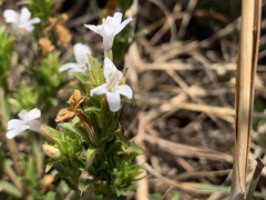 Dyschoriste costata