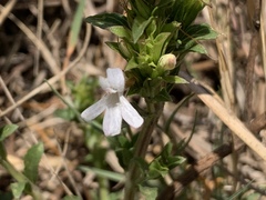 Dyschoriste costata