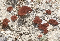 Chorizanthe staticoides