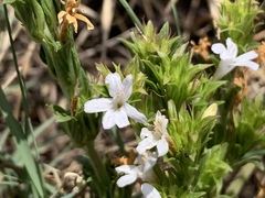 Dyschoriste costata