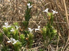 Dyschoriste costata