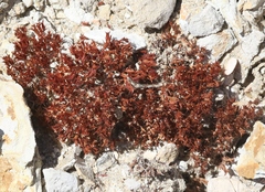 Chorizanthe staticoides