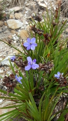 Aristea schizolaena