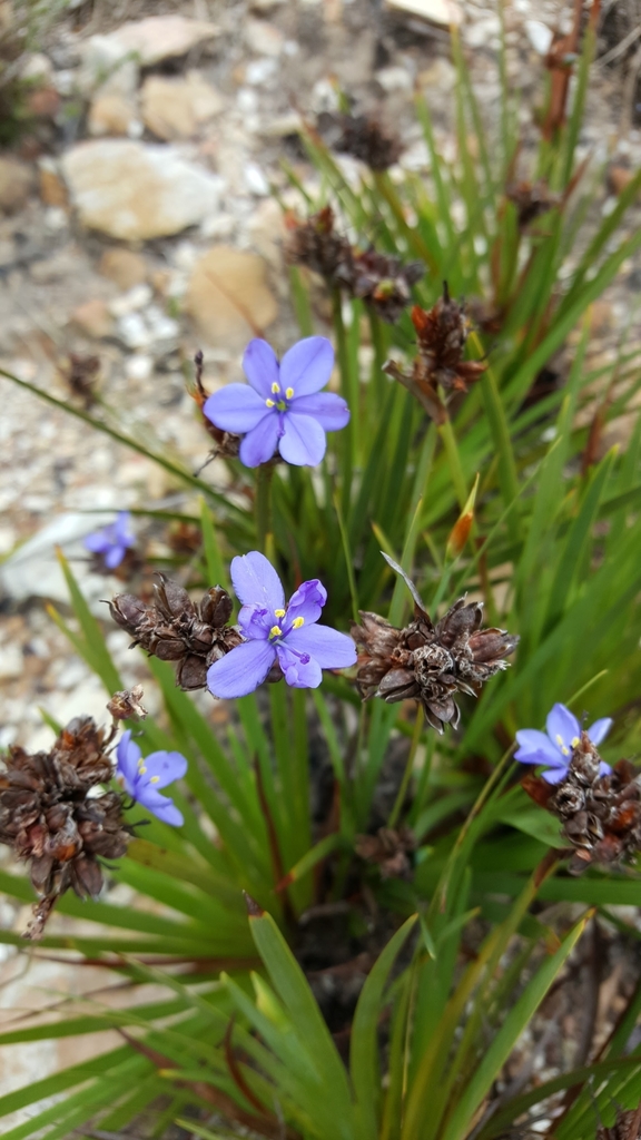 Aristea schizolaena