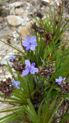 Aristea schizolaena