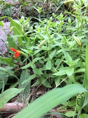 Erythranthe cinnabarina