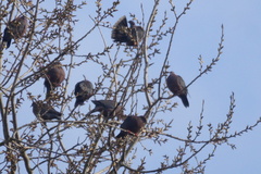 Patagioenas araucana