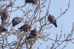 Patagioenas araucana