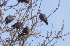 Patagioenas araucana