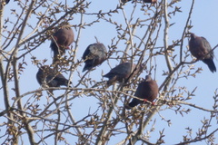 Patagioenas araucana