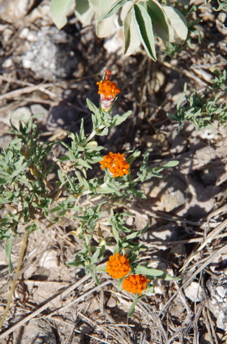 Shortray Zinnia (Zinnia anomala)