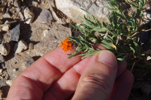 Image of Zinnia anomala by (c) Eric Knight, some rights reserved (CC BY)