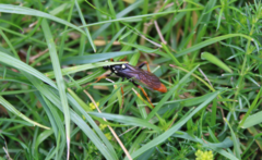 Amblyjoppa fuscipennis