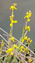Moraea huttonii