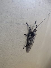 Cymatomera denticollis