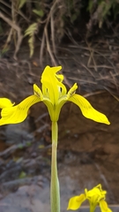 Moraea huttonii