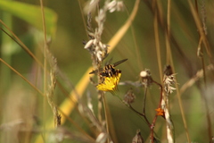 Helophilus pendulus