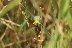 Helophilus pendulus