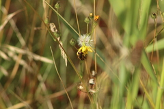Helophilus pendulus