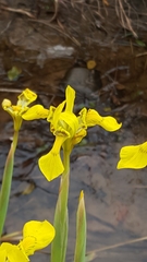 Moraea huttonii