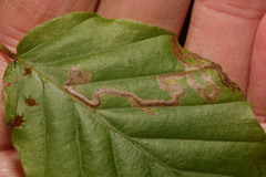 Stigmella hemargyrella