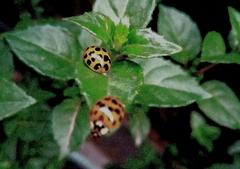 Harmonia axyridis