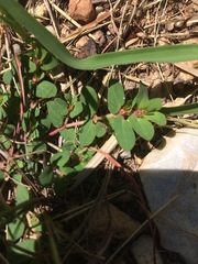 Euphorbia indivisa