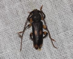 Tylonotus bimaculatus