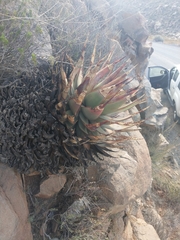 Aloe broomii