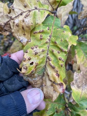 Neuroterus floccosus