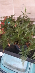 Davallia fejeensis