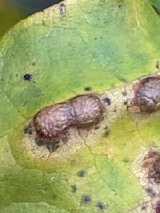 Neuroterus floccosus