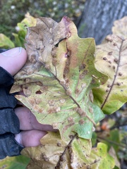 Neuroterus floccosus