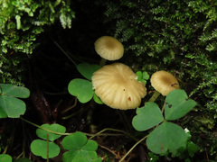 Chrysomphalina grossula