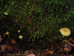 Chrysomphalina grossula