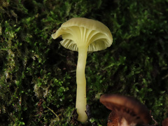 Chrysomphalina grossula
