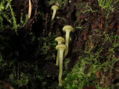 Chrysomphalina grossula