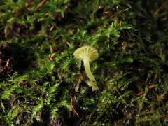 Chrysomphalina grossula