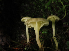 Chrysomphalina grossula