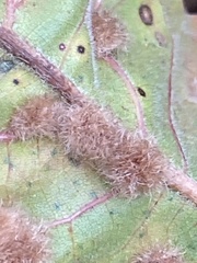 Neuroterus floccosus