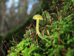 Chrysomphalina grossula