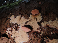 Phlebia centrifuga