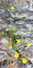 Goodenia pinnatifida