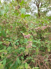 Vassobia breviflora