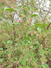 Vassobia breviflora