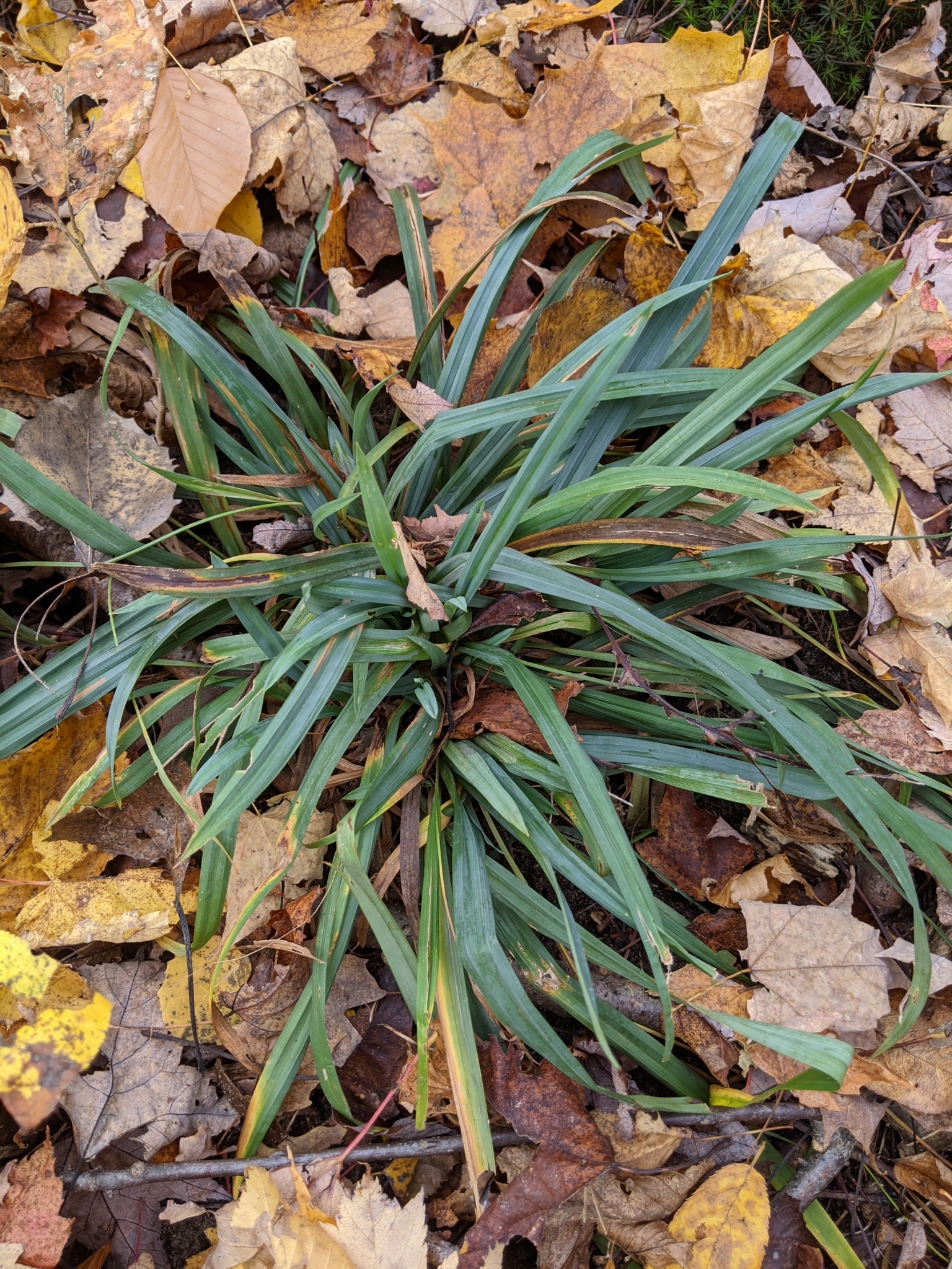 Carex laxiculmis var. laxiculmis