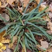 Carex laxiculmis laxiculmis - Photo (c) Dan Marina, μερικά δικαιώματα διατηρούνται (CC BY-NC), uploaded by Dan Marina